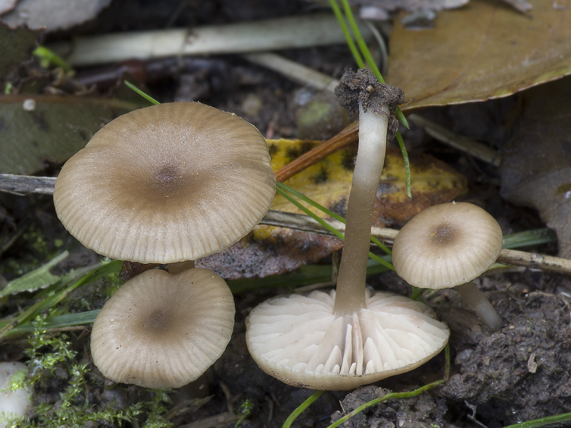 Entoloma politum